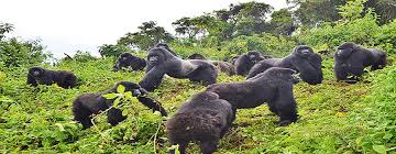 Best rwanda tours