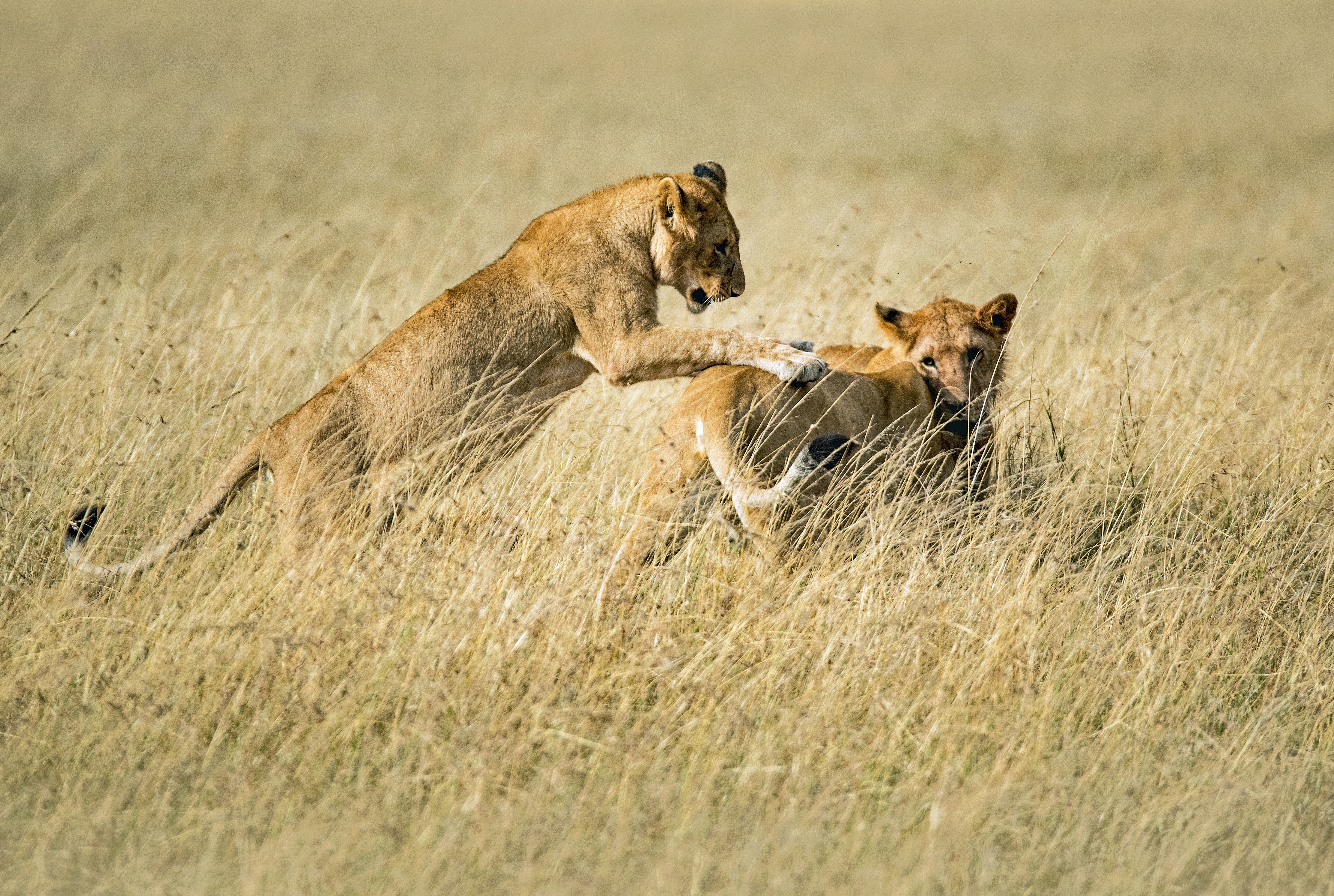 Tanzania luxury safaris