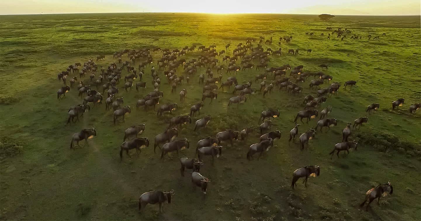 great migration ndutu safari tour