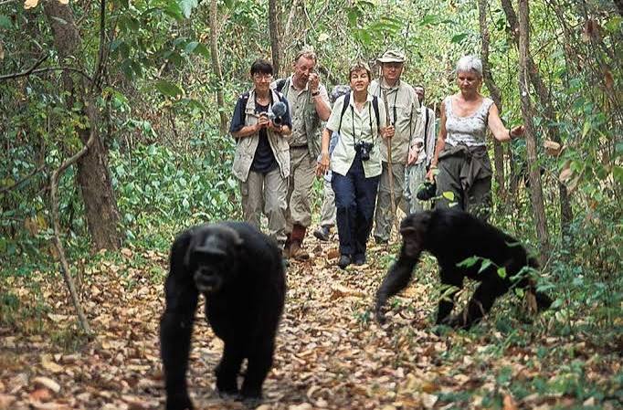 mahale gorillars