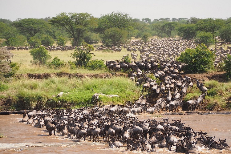 Serengeti national park migration safaris
