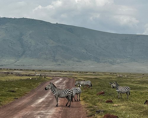 best time to look for Multi Park Adventure safari tour